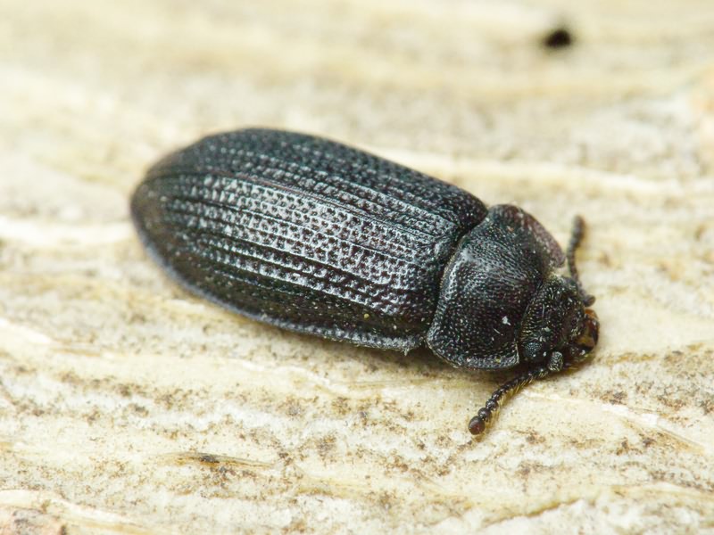 Grynocharis oblonga (Linnaeus, 1758)